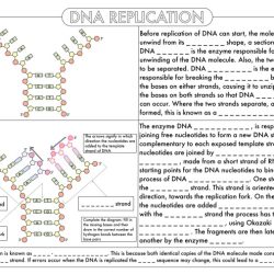 Chapter 13 lab from dna to protein synthesis