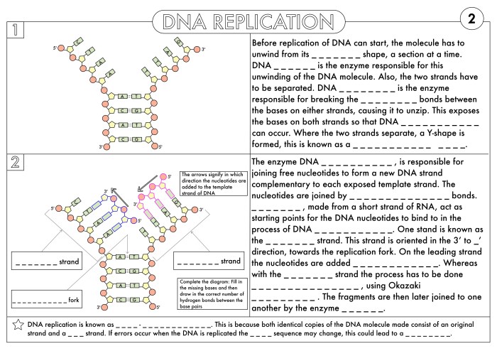 Chapter 13 lab from dna to protein synthesis