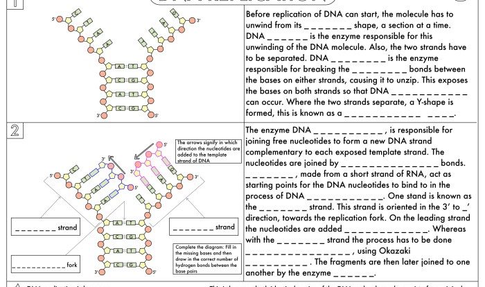 Gizmo rna and protein synthesis answers