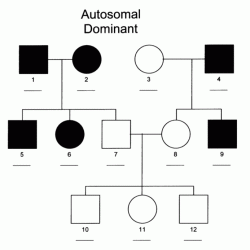 Pedigrees practice - sickle cell answer key