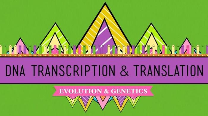 Crash course biology #11 answer key