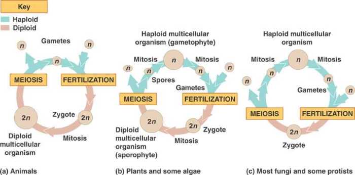 Meiosis and sexual life cycles chapter 13