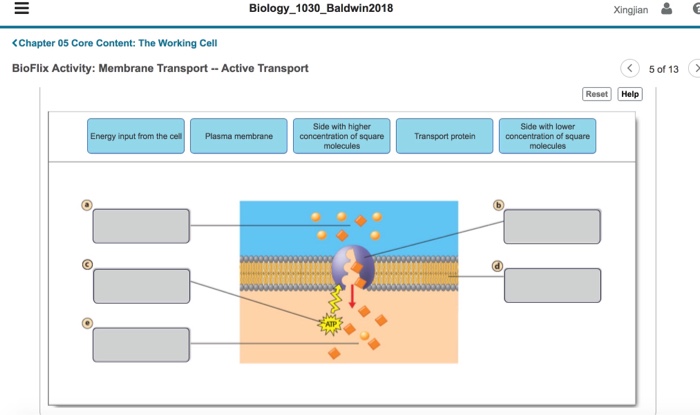 Bioflix activity membrane transport exocytosis and endocytosis