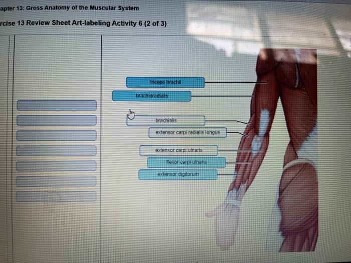 Exercise 1 review sheet the language of anatomy