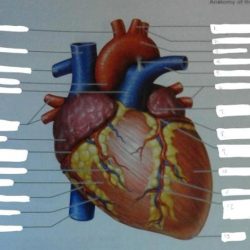 Exercise 1 review sheet the language of anatomy