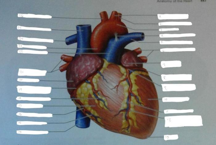 Exercise 1 review sheet the language of anatomy