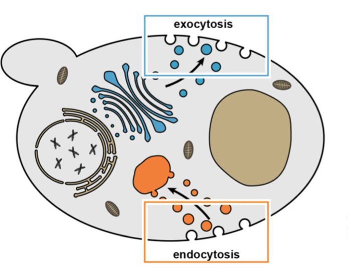 Bioflix activity membrane transport exocytosis and endocytosis