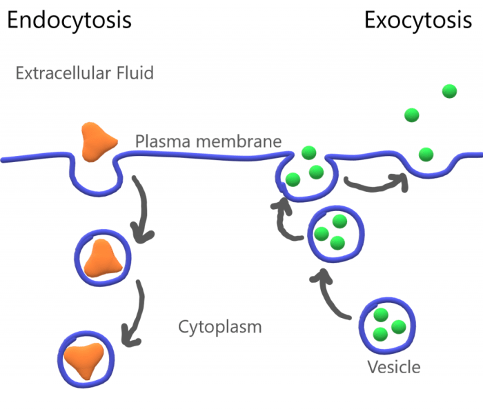 Lysosome exit lysosomes exocytosis secretory nih coronaviruses scientists institutes