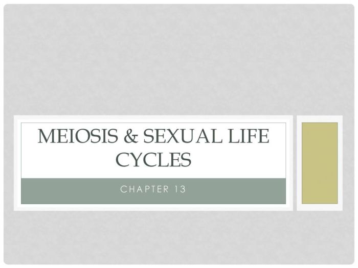 Meiosis and sexual life cycles chapter 13