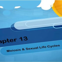 Over meiosis crossing recombination sexual occurs prophase chapter chromosomes during independent result assortment variation cycles life locked nicerweb ch13