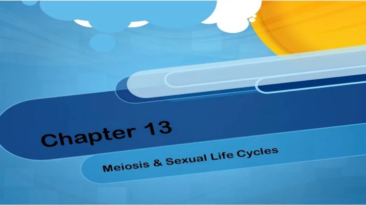 Over meiosis crossing recombination sexual occurs prophase chapter chromosomes during independent result assortment variation cycles life locked nicerweb ch13