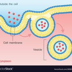 Bioflix activity membrane transport exocytosis and endocytosis