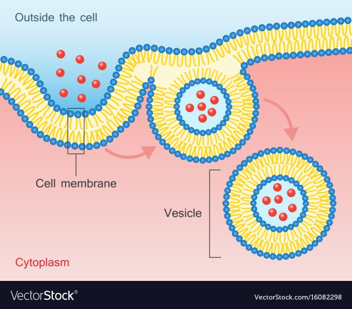 Bioflix activity membrane transport exocytosis and endocytosis